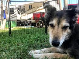 While this is good news for the pets, it keeping your dog safely contained: Best Portable Dog Fences For Camping With Your Canines