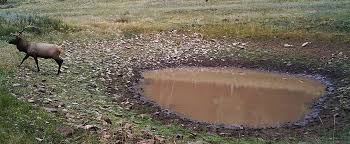 Bear in mind that many factors are in play when. What Elk Leave Behind A Quick Guide To Reading Elk Signs Rocky Mountain Elk Foundation