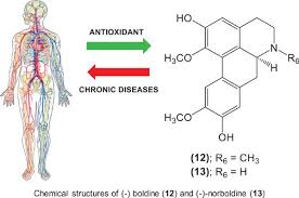 Maybe you would like to learn more about one of these? Aporphine Alkaloids And Their Antioxidant Medical Application From Antineoplastic Agents To Motor Dysfunction Diseases Bentham Science