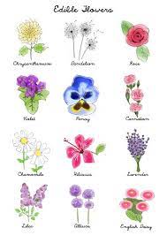 Your Guide To Edible Flowers Michelle Phan Edible Flowers Edible Flower Garden Edible Flowers Recipes
