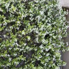 Jasmine Confederate 1pc U S D A Hardiness Zones 7 10 National Plant Network 2 5qt Confederate Jasmine Flowering Vines Plants