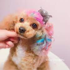 Such A Pretty She Really Looks Like A Doll Pink Blue And Glitter Star Make Princess Dream Come True Thanks For Sha Dog Salon Dog Grooming Creative Grooming