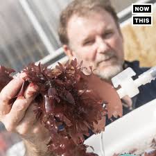 This seaweed tastes like crispy bacon when fried