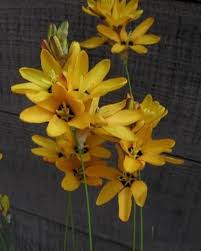 Image result for Abutilon sonneratianum