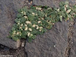 Image result for Alternanthera pungens