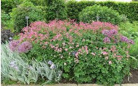 Image result for Astrantia major `Roma`