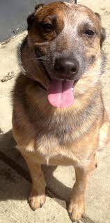 Red Heeler German Shepherd Mix It S Kitkat And Artie Combined Red Heeler Puppies Heeler Puppies Designer Dogs