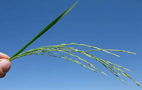 Image result for Cryptolepis hypoglauca