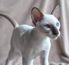 Available Siamese Oriental Kittens For Sale Acfa Cfa In Illinois Oriental Shorthair Cats Cats Cat Breeds