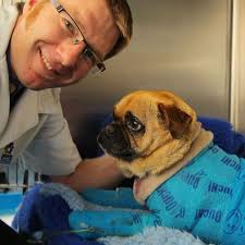 Find 293 listings related to hobart animal clinic inc in hobart on yp.com. Veterinary Surgeon Gareth Stephensen Cares For Charlie The Pug Who Has Burns To Over 50 Precent Of His Body From Th Animal Hospital Veterinary Surgeon Animals