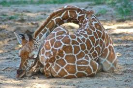 If You Don T Know How Giraffes Sleep You Are Missing Out My Friend Giraffe Giraffe Pictures How Do Giraffes Sleep