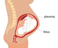 Saha s., biswas s., mitra d., adhikari a., saha c. What Is Your Placenta Worth