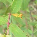 Image result for Hypericum aethiopicum
