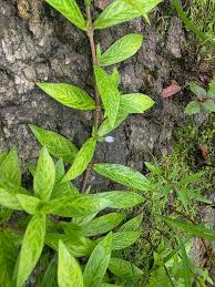 Image result for Lotononis stipulosa