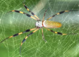 Giant Golden Silk Orb Weaver Spider In Florida Part I Spider Creepy Spider Large Spiders