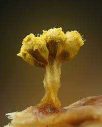 Image result for Monothecium