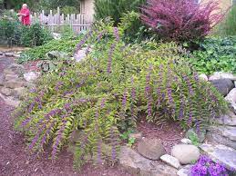 Beautyberry Bush Plants Backyard Shade Deer Resistant Landscaping