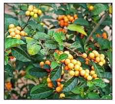 Image result for Solanum
