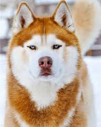 Belanja online lampin anjing dari 哈特丽, kandila, tidak ada merek termurah di lazada 8.8 sale! 62 Ide Siberian Husky Anak Anjing Husky Anjing Husky Anak Anjing