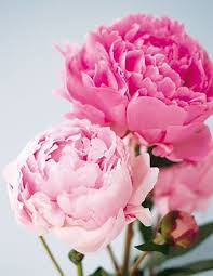 Blumen Pfingstrosen Die Ballkoniginnen Unter Den Blumen Balkon Garten In 2020 Beautiful Flowers Peonies Pretty Flowers