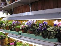 When it is time to repot, be sure to use an organic potting soil made specifically for african violets, such as espoma's african violet mix. African Violets How To Achieve Constant Bloom Kevin Lee Jacobs