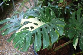 Monstera Deliciosa Variegata Thai Constellation Plant Leaves Tropical Plants Monstera Deliciosa
