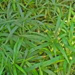 Image result for Ascolepis capensis