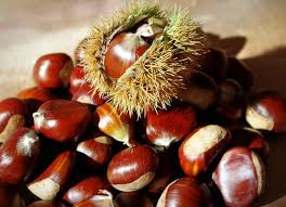 They are native to temperate regions of the northern hemisphere. Chestnut The Fruit That Symbolizes Fall Origin Purpose And Ways To Cook It