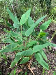 Image result for Thalia geniculata