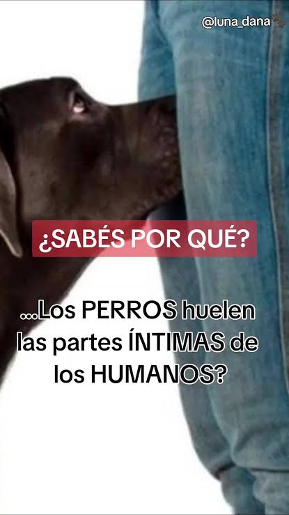 ¿Por qué los perros huelen las partes íntimas?