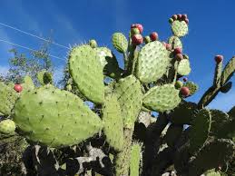 Image result for Opuntia