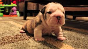 If your puppy gets along with the neighbor's dog, your puppy might want to spend more time with that dog. Bulldog Puppy Tries Walking For The First Time Gets Frustrated And Whines