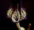 Image result for Ceropegia paricyma