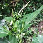 Image result for Leptactina involucrata