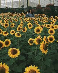 Udara di jawa barat terkenal sejuk dan dingin sehingga membutuhkan makanan untuk selain itu, makanan di jawa barat terkenal dengan kreativitas dalam membuatnya. Kebun Bunga Matahari Di Paris Van Java Bandung Destinasi Zaman Now Yang Harus Kamu Datangi