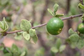 Image result for Rytigynia bridsoniae