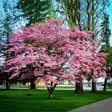 My flower pretty in pink pink flowers beautiful flowers colorful roses dame nature pink dogwood flowering trees dream garden. Flowering Pink Dogwood Fast Growing Shade Trees Dogwood Trees Pink Dogwood Tree