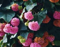 Image result for Dombeya
