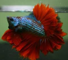 Betta Fish Fancy King Rose Tail Half Moon Hm Male 2 Betta Fish Betta Fish