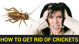 In a spray bottle, mix water and a handful of soap to create an organic pesticide. Getting Rid Of Crickets In The House Best Way To Kill Crickets Youtube