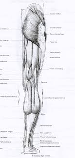 Muscles of the body labeled diagram. Posterior View Worksheet Printable Worksheets And Activities For Teachers Parents Tutors And Homeschool Families