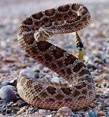 Animaux Serpent Reptiles Y Anfibios Especies De Serpientes Serpientes Venenosas