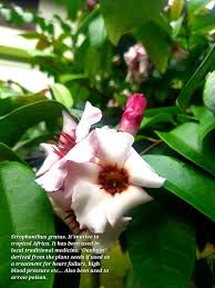 Image result for Strophanthus amboensis
