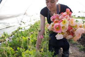 Best flowers for cutting garden zone 7. Poppy Primer Floret Flowers