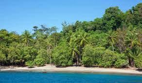 Image result for Nicolasia costata