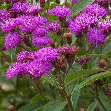 Image result for Vernonia stenocephala