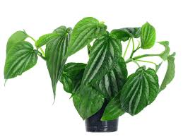 Image result for Peperomia molleri