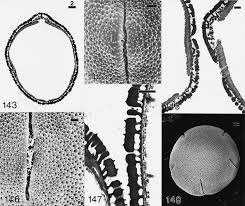Image result for Cephalocroton mollis