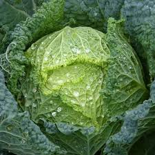 We did not find results for: Cabbage Savoy Vertus