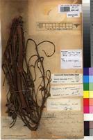 Image result for Dialium englerianum